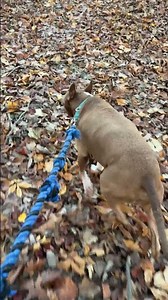 Crunchy fall walk