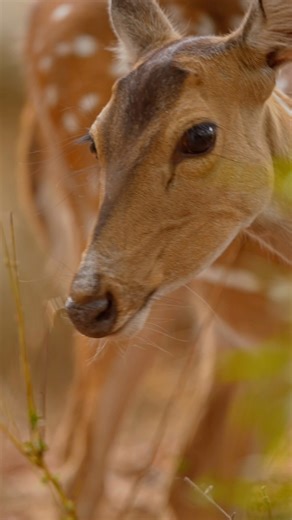 Spotted Deer Moments Capturing Wildlife Beauty
