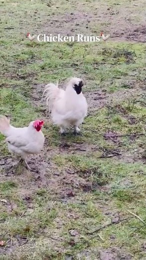 Chicken Runs #impressions #funny #parody #comedy #chicken #funnyshorts