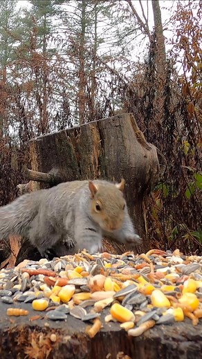 23K views · 1K reactions | Critter Cam | Critter Cam | Facebook