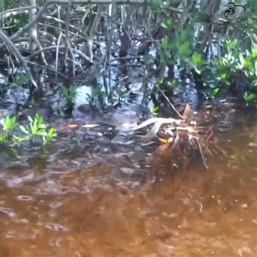 The king tide flooded this street in Tequesta — and when I took a closer look, there was a school of mullet swimming right on the road! 🌊🐟 | Paul Dabill Photography