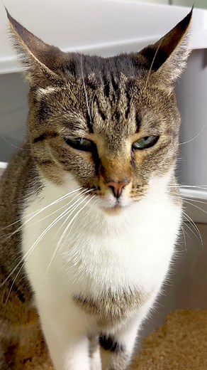 3.5K views · 70 reactions | Cat pursing lips meme #cats #cat #catmemes #catsdaily #catsoffacebook #gatti #catvideos #funny #funnycats | NiceRascals cats | Facebook