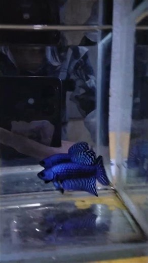 Alien Fish Betta 🐠♥️♥️