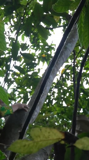 Monsters in the Jungle Attack People, Set Traps to Hunt Black Leopards, Survive Alone in the #survival #hunting #fishing #food Jungle | I Am Primitive