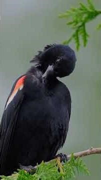 Battle of the Birdsong #nature