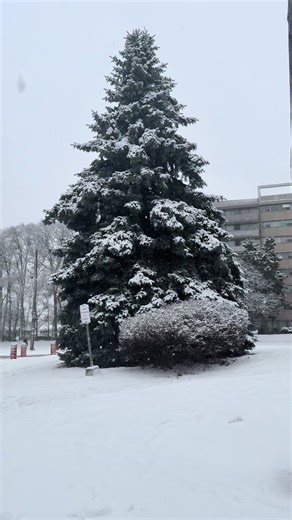The GTA weather is fully in winter storm mode today, with snowfall in Toronto, active winter weather alerts, cold temperatures, and reduced visibility across the GTA. Expect steady snow, blowing snow, icy conditions, and a strong wind chill making it feel even colder. the snow has been coming down hard for several hours. Most shoveled twice already today, and will need to shovel again later this evening for tomorrow’s work. If not it will end up with 50cm snow or more by tomorrow morning. #snows