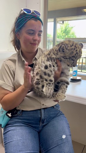 We are actively involved in snow leopard breeding programs to contribute to the conservation efforts of this endangered species. #snowleopard #snowleopards #leopards #leopard #cats #cubs #bigcats