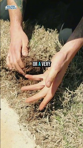 Grubs will destroy your lawns root system! #pestcontrol #grubworm #okc #fyp #localbusiness # #shorts