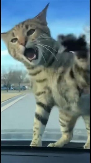 Cat vs. Bird: The Ultimate Chase #cat #CatVideos