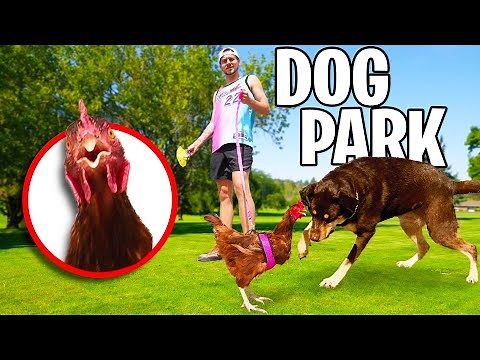 Taking Our CHICKEN To The DOG PARK!