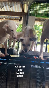 Nandto na si lucas sa bahay pro tuloy pdn ang medication nya at spray💕makulit na ulit bantay sarado kme inayos ndn pra d na sya makaakyat at mkatakas. #independentrescuer #RA10631 #CompassionMatters #aspinlover #dogsoffacebook #catsoffacebook #aspindog #stopanimalcruelty #breakforanimals #animals | Aspin Puspin Balay Talatapan