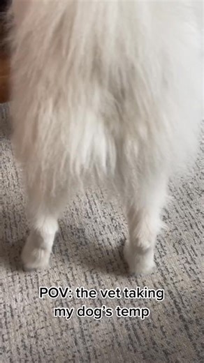 6.6K views · 178 reactions | POV: the vet taking my dog's temp  #DogLife #VetVisit | Melissa Phillips | Facebook