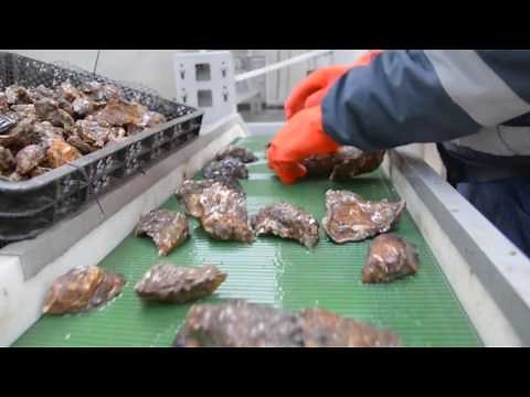 Farming Oysters on the west coast of Ireland!