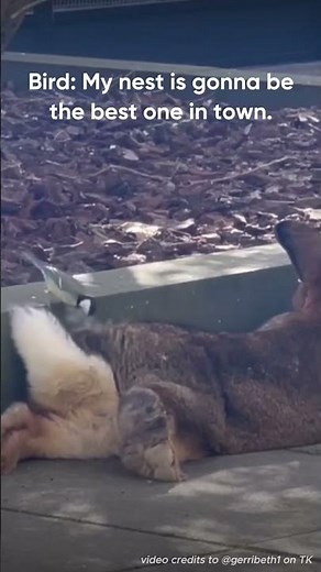 Birds don’t usually nest in December… but they do love a cozy winter blanket.