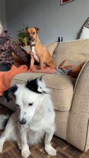 Pepe the Howling Dog's Pizza Adventure