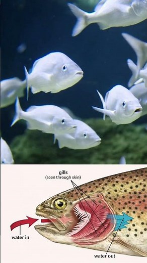 Survival Is NOT Luck — It’s Adaptation | Natural Sciences Grade 7 CAPS