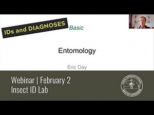 Basic Entomology & Insect ID Lab: IDs