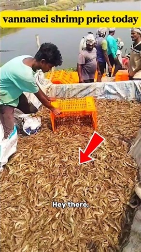 🦞Desi Style Prawn Catching🦐🎣Prawn Catching in Village
