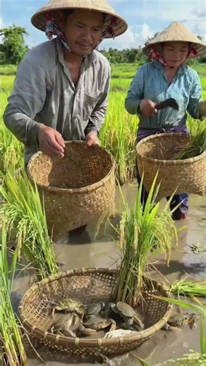 Many farmers raise crabs in rice paddies. #farming #bamboo1 #seafood