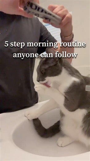 Morning routine for a Pampered Cat