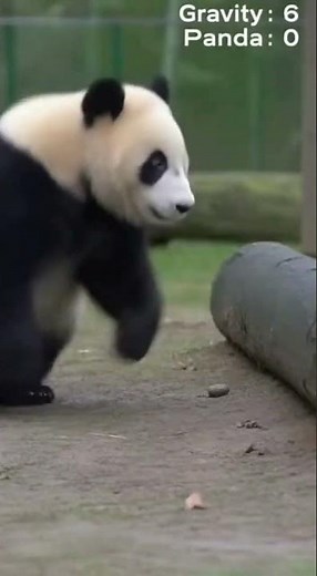 Pandas Falling in the Funniest Ways! 😂🐼 | Cute & Funny Shorts
