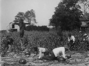 The Watermelon Patch