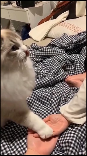 Epic Cat Moments Caught on Camera 😸📸