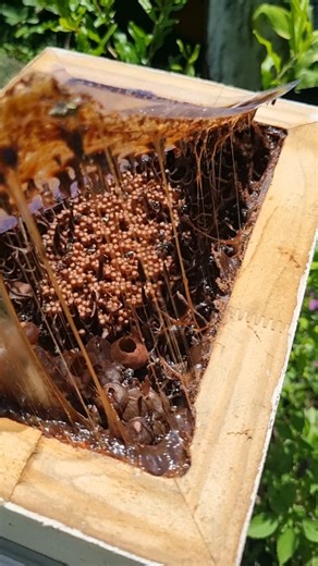 Stringy stingless bee hive!! The stringy structure is cadaghi resin. The bees are addicted to it and store it in their hive. When its a nice, warm day, the resin gets gooey and stretches if you open the viewing panel. It smells absolutely amazing!! Follow me to see more stingless bees! #nativebees #savethebees #Australia | The Stingless Bee Lady