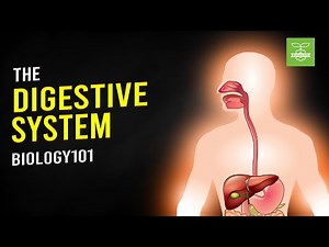 The Digestive System | Biology101