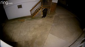 This fox came after the wrong cat, but not all cats (and dogs) get so lucky. Friendly reminder to keep our furry loved ones indoors at night. | Ring