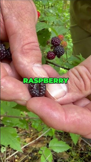 Wild Black Raspberries: A Hiker's Delicious Discovery!