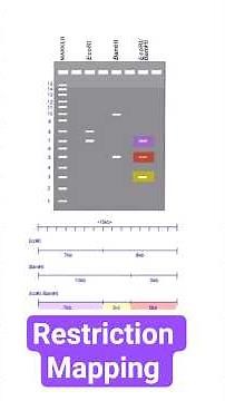 Restriction Mapping #dna #gene #biotechnology #molecularbiology #biotechreview