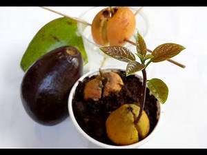 Ươm hạt bơ bằng 2 cách đơn giản - Hướng dẫn trồng bơ bằng hạt.