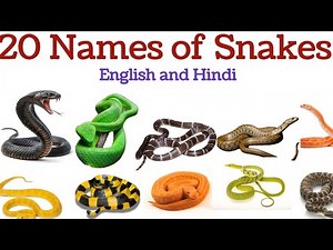All kind of Snakes,Different snakes species,Snakes educational video,Preschool learning