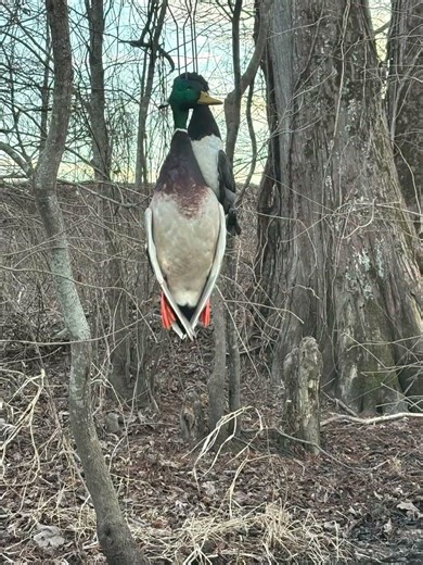 A mallard,and blue bill #hunting#duckhunting ￼
