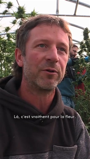 ✅ En France, tu peux cultiver du chanvre pour faire du CBD en France, SI : -> 🌱 Tu déclares ta culture (à la gendarmerie ou à la DDTM) -> 📜 Tu choisis une variété autorisée (moins de 0,3 % de THC) -> 🧪 Tu respectes les seuils de THC (sinon c’est illégal direct) -> 🧴 Tu transformes en produits finis (huile, crème, infusion…) -> 🚭 Tu ne vends pas les fleurs à fumer (interdit en France) -> ❌ Tu ne dis pas que ça soigne (pas de promesse médicale sans autorisation) ⚠️ Sinon, c’est quoi les risqu