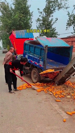 Corn cob feeding machine manufacturer. #shorts