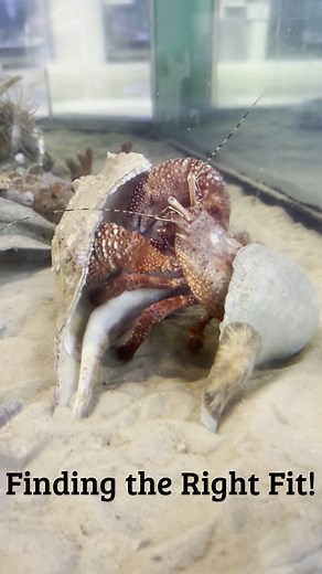 🦀 Ever wonder why hermit crabs change their shells? It’s not just a fashion statement—it’s a matter of survival! Check out Bartholomew the Giant Red Hermit Crab as he finds a shell that is just the right fit! Hermit crabs don’t grow their own shells. Instead, they borrow empty ones from sea snails to protect their soft, squishy bodies. As they grow, they need to find bigger shells to stay safe from predators and the elements. Shell swaps can even get competitive—sometimes you’ll see a crab chec