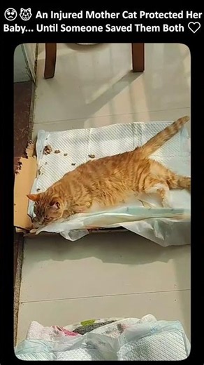 🐱 He Saved an Injured Mother Cat and Her Kitten ❤️