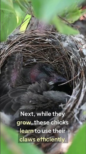 Hoatzin – The Dinosaur Bird with Claws