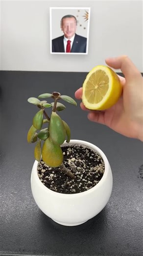 Plant Communication App: Talk to Your Plants!