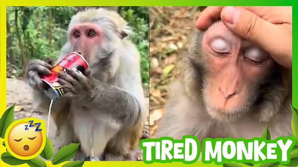 Tired Monkey Can’t Keep His Eyes Open 🐵😴 | Adorable Sleepy Moments