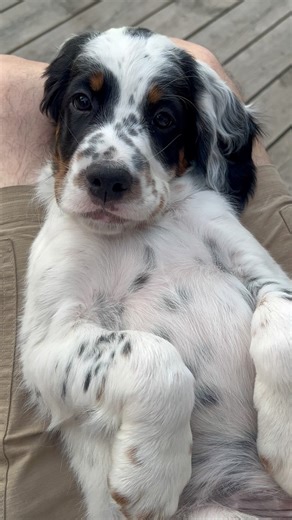 Kennel Teasmade English Setter on Instagram: "7 week old blue belton & tan pirate English Setter puppy🥹🩶"