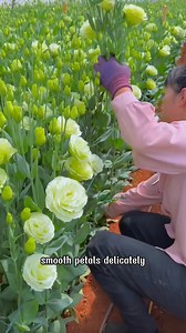 There is a flower called Eustoma, also known as the thornless rose | Dodo Garden