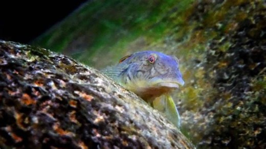 Waterfall-climbing fish in Hawaiʻi threatened by climate change, human activity | Maui Now