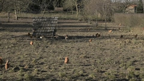 clip-4013209371-free-range-chicken-farm-paddock-foraging-outdoors-eco