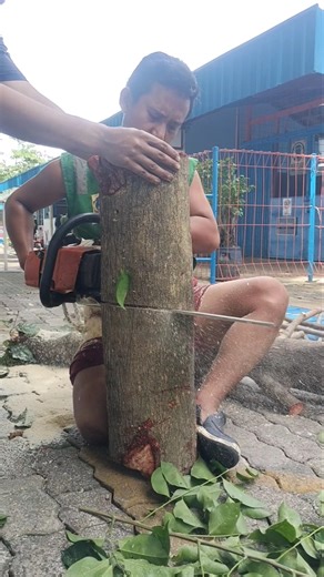 chainsaw skills Techniques tree cutting Woodworking project #shortvideo #chainsaw #wood