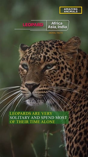 ANIMAL FACTS. LEOPARD. How do Leopards communicate? Animals! Africa. India. Asia. China. #wildlife
