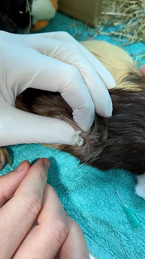 Just keeps comin'! Sebaceious cyst expression in a guinea pig, using local anaesthetic and pain relief 👍🏻🐷