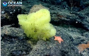 See SpongeBob SquarePants’ and Patrick Star’s Real-Life Twins